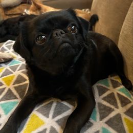 Janet Jackson - Brussels Griffon