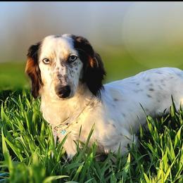 Loki - Dachshund