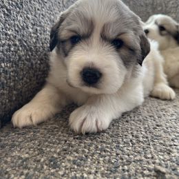 Bailey - White and badger female Great Pyrenees puppy in San Diego, California from McCarthy Ranchette