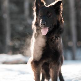 Ember - German Shepherd