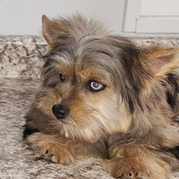 Peebles - Blue and gold female Yorkshire Terrier puppy in Jamestown, Tennessee from Royal  Furbabies