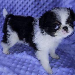 Ducky - Black tan and white male Japanese Chin puppy in Johnson City, Tennessee from Erin & Friends Japanese Chin