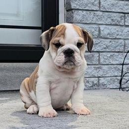 Sadie - Fawn and white female Bulldog puppy in Harrisburg, Pennsylvania from Central PA WiggleButts Bulldogs