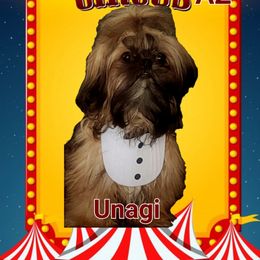Unagi - Shih Tzu