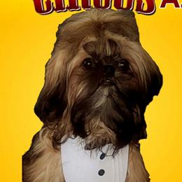 Unagi - Shih Tzu