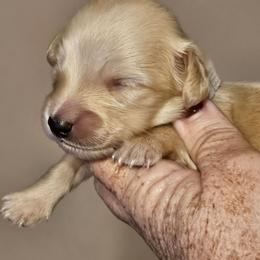 Grey collar male - Cream male Dachshund puppy in Trade, Tennessee from TN Miniature Dachshunds & Basset Hounds