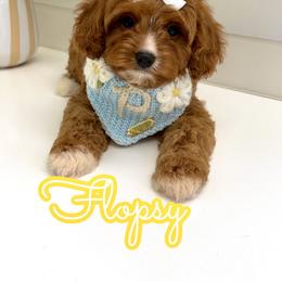 Flopsy - Red female Cavapoo puppy in Buford, Georgia from Petite Posh Puppies