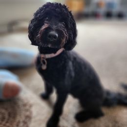 Pepper - Bernedoodle