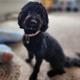 Pepper - Bernedoodle