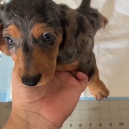 Dachshund Puppies from Mis Dachshunds’