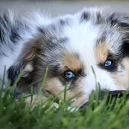 Australian Shepherd, Miniature American Shepherd, Miniature Australian Shepherd, and Toy Australian Shepherd Puppies from Painted Blue Aussies