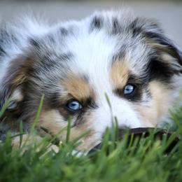Australian Shepherd, Miniature American Shepherd, Miniature Australian Shepherd, and Toy Australian Shepherd Puppies from Painted Blue Aussies
