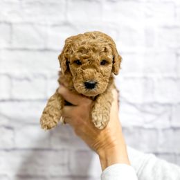 Todd - Apricot male Goldendoodle puppy in Jackson, Tennessee from Doodlebug Farms