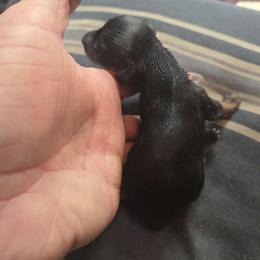 Little bit - Black and tan female Dachshund puppy in Ashland, Mississippi from Hope's pups