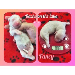 Fancy Girl - Cream female Dachshund puppy in Grove, Oklahoma from Dachs on the lake
