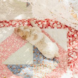 Poodle Puppies from Setting the Standard Poodles