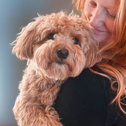 Assorted Doodle Crosses, Cotons de Tulear, and Poodles from Auburn Hill Puppies