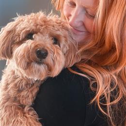 Assorted Doodle Crosses, Cotons de Tulear, and Poodles from Auburn Hill Puppies