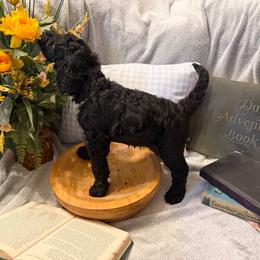 Miss Iris - Black female Goldendoodle puppy in Huntingdon, Tennessee from McCaslin's Doddles