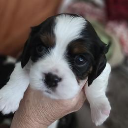 Akela - Black and tan male Cavalier King Charles Spaniel puppy in South Haven, Michigan from Cavaliers of the 9 scared woods
