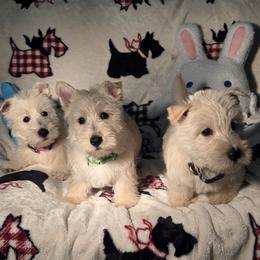 Scottish Terrier puppies from Duran's Scotties