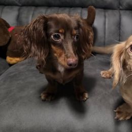 Dachshunds from New Empire Kennels