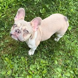 Lilly - Blue fawn female French Bulldog puppy in New Hampton, New Hampshire from Kismet French Bulldogs