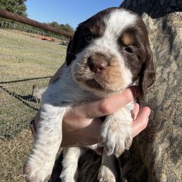 Orange - Tri-Roan male English Springer Spaniel puppy in Lincoln, Texas from Lee Co. Springers