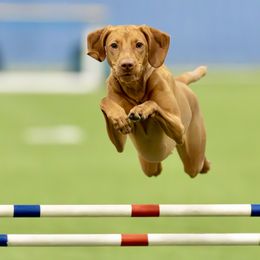 Vizslas from Encore Vizsla