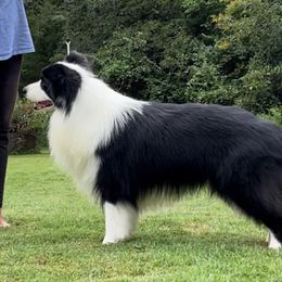 Riddle - Border Collie
