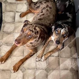 Catahoula Leopard Dog Puppies from ZM Catahoulas
