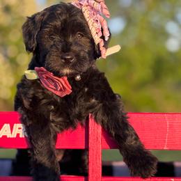 Shea - Black female Whoodle puppy in Rising Sun, Indiana from Ruby Lane Doodles