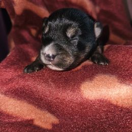 Belle - Black and white female Companion Cross puppy in Decatur, Illinois from We R Puppies