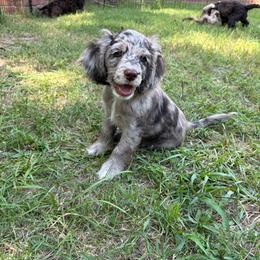 Claude - Merle male Cockapoo puppy in Lillington, North Carolina from Peace, Love, and Puppies at the Creek