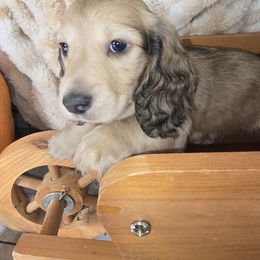 Oscar - Cream male Dachshund puppy in Riverdale, Utah from Behive Doxies