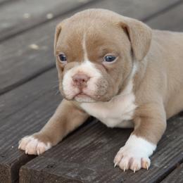 Girl 1 - Lilac female American Bully puppy in Dixon, Kentucky from Haymaker Bully Camp