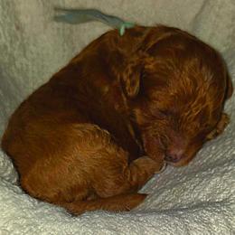 Mr Blue - Red male Cavapoo puppy in Nampa,, Idaho from Clig Doodle Days