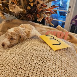 Girl 3 - Parti female Poodle puppy in Detroit, Michigan from Pretty Spoiled Spoos llc
