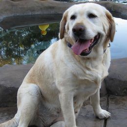 Labrador Retrievers from Warlow Labradors