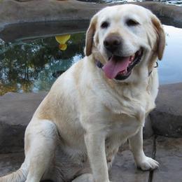 Labrador Retrievers from Warlow Labradors