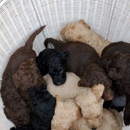 Poodle Puppies from Polly Wally Doodles and Poodles