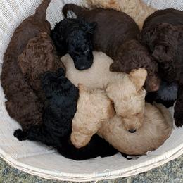 Poodle Puppies from Polly Wally Doodles and Poodles
