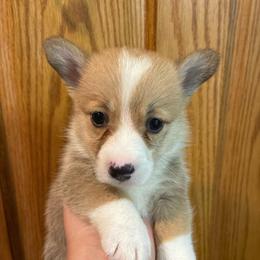 Cloud - Red female Pembroke Welsh Corgi puppy in Delton, Michigan from CorGizmo