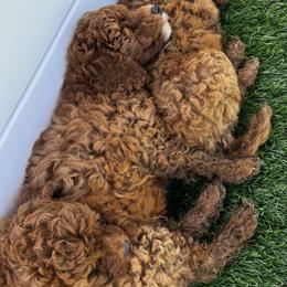 Goldendoodle Puppies from Anna Liu
