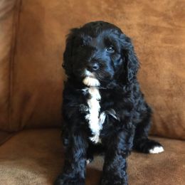 Portuguese Water Dog Puppies from Lakehouse Porties