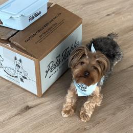 Lyla - Yorkshire Terrier
