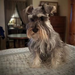 Envy - Miniature Schnauzer