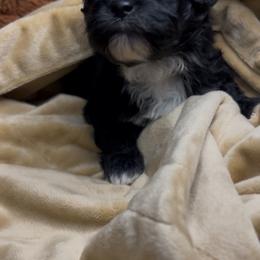 Boy 3 - Black & white male Maltipoo puppy in Clover, South Carolina from Cudi’s Buddies