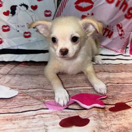 Vaughn - Cream and white male Chihuahua puppy in Palmyra, Indiana from Country Star Chihuahuas