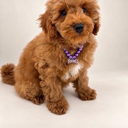 Flynn Purple (Boy 3) - Red  male Poodle puppy in Miami, Florida from Katy's Toy Poodles & Doodles